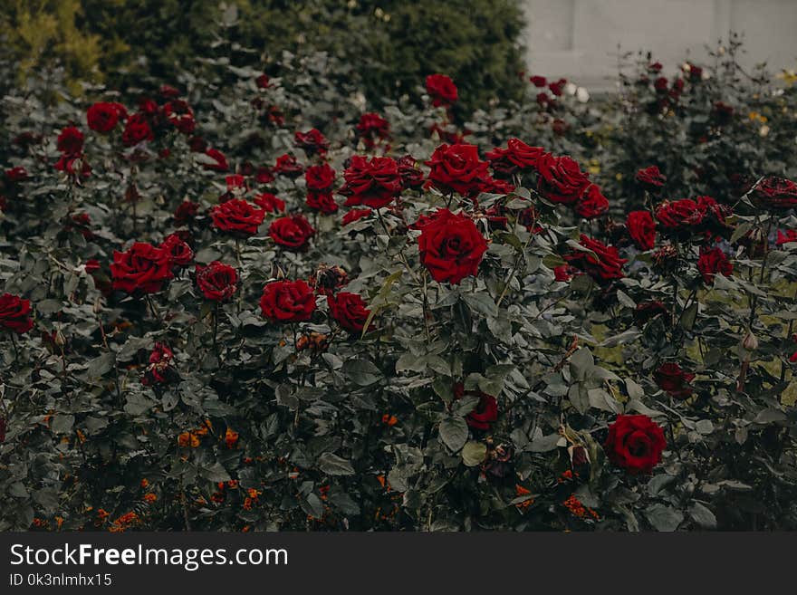 Red Roses