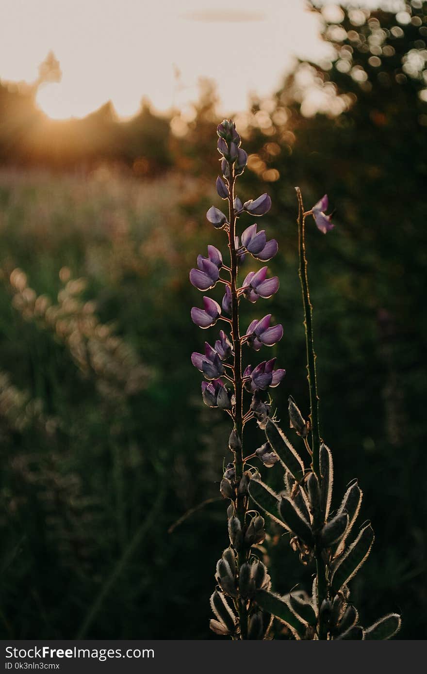 Close-up Photography of Lupines