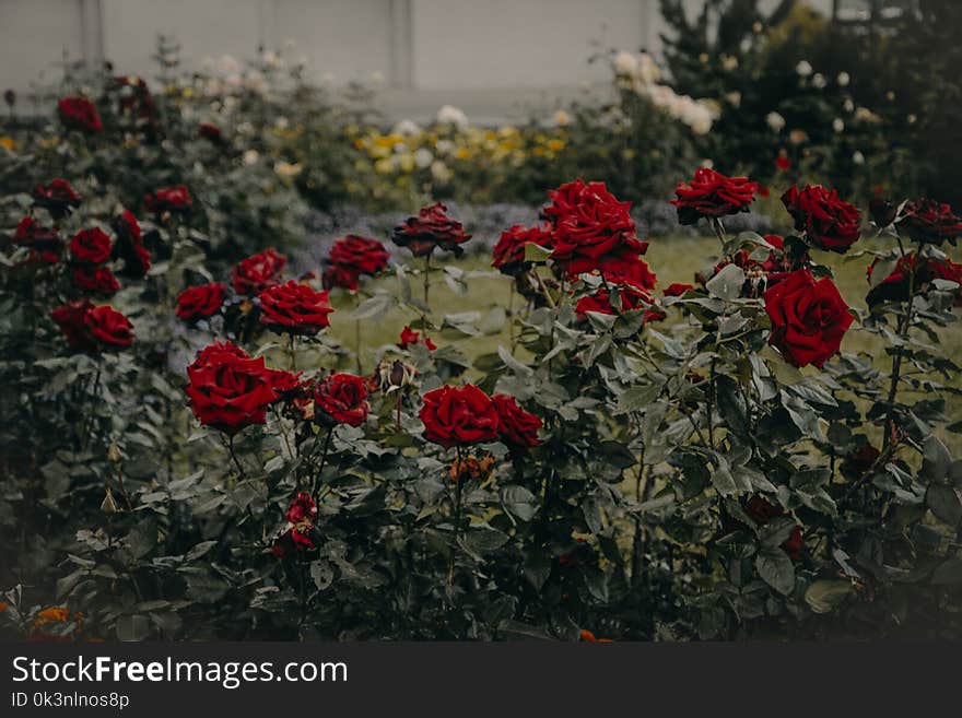 Red Roses Garden in Bloom
