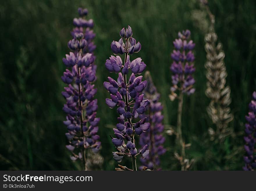 Purple Lupine Flower in Closeup Photography