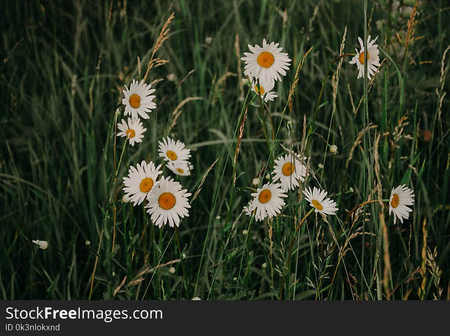 White Daisy Flowers