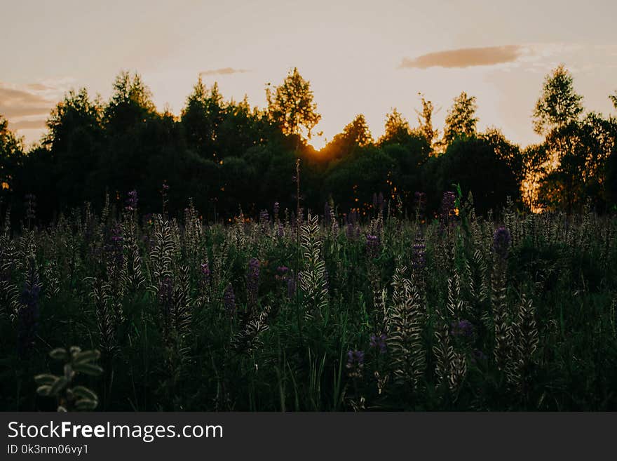 Purple Lavender Plants