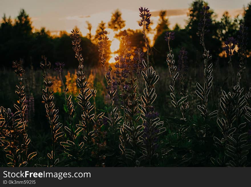 Green Plant Under Golden Hour