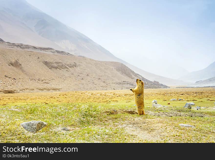 Himalayan marmot wild animal at Leah Ladakh,India