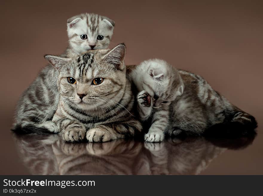 Family group of three fluffy beautiful kitten with mother, breed scottish-fold, lie on brown background. Family group of three fluffy beautiful kitten with mother, breed scottish-fold, lie on brown background