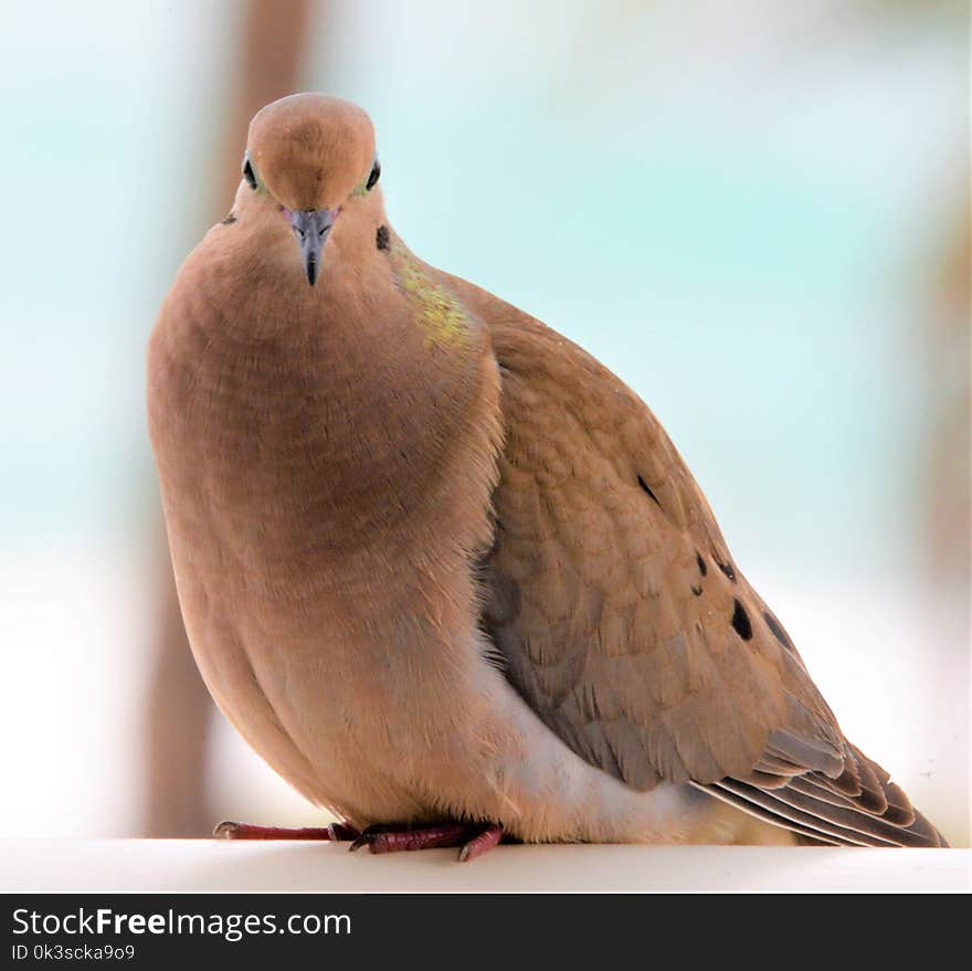 Mourning Dove is a Beautiful Bird with Soulful Eyes and Trusting Demeanor.