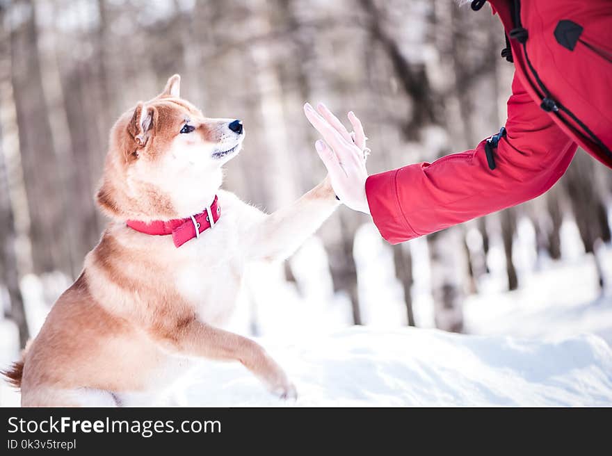 Shiba inu breed dog plays with a girl, gives her a paw, on a beautiful background of a winter forest.