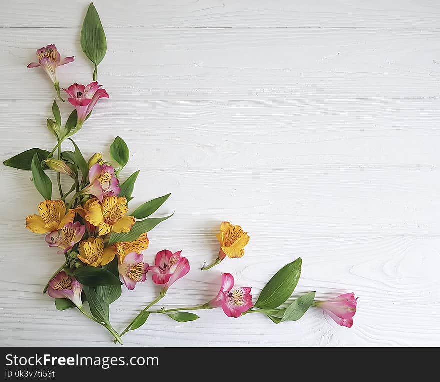 Flower alstroemeria on white wooden blooming decor. Flower alstroemeria on white wooden blooming decor