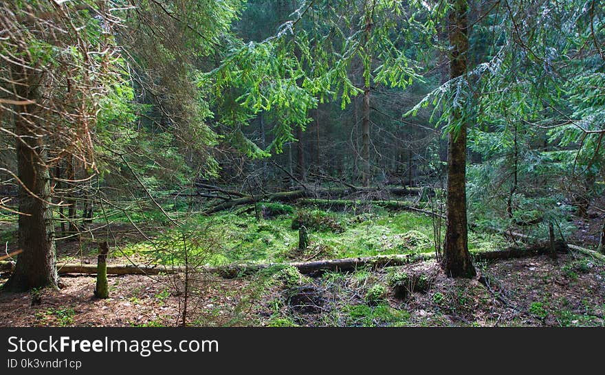 Coniferous stand in springtime morning