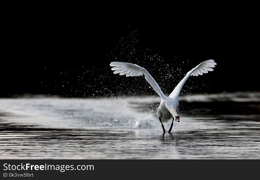 Mute swan performing in swanlake