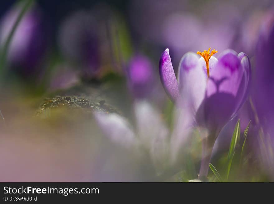 View of magic blooming spring flowers crocus growing in wildlife. Amazing sunlight on spring flower crocus