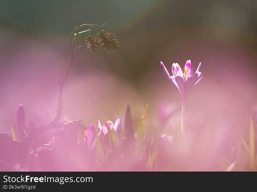 View of magic blooming spring flowers crocus growing in wildlife. Amazing sunlight on spring flower crocus.