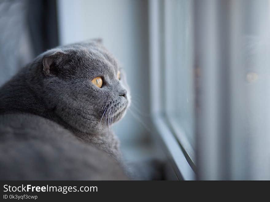 cat is cute. British shorthair