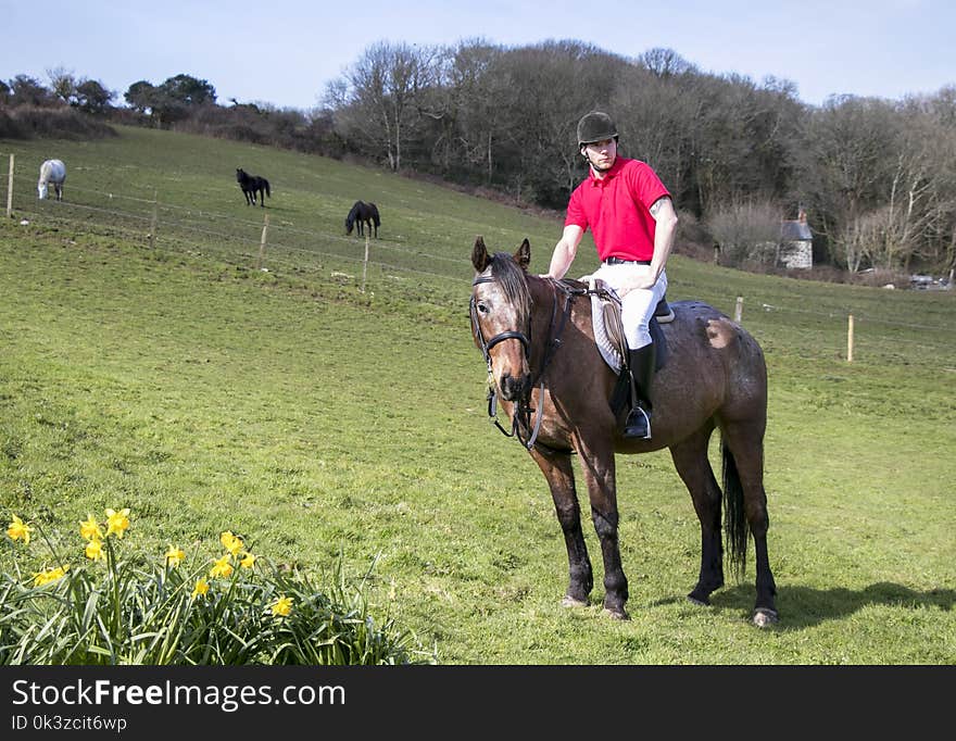 Handsome horse rider on horseback of brown horse, wearing black helmet, belt and boots with white trousers and red polo shirt standing in a green field, meadow, hill with horses and stone cottage in the background behind barbed wire fence. With daffodils in foreground. Handsome horse rider on horseback of brown horse, wearing black helmet, belt and boots with white trousers and red polo shirt standing in a green field, meadow, hill with horses and stone cottage in the background behind barbed wire fence. With daffodils in foreground.