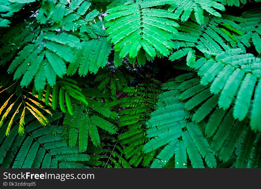 Closeup Green leaf nature for background . Creative made of green tree leaves