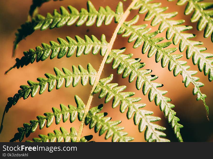 Nature leaf