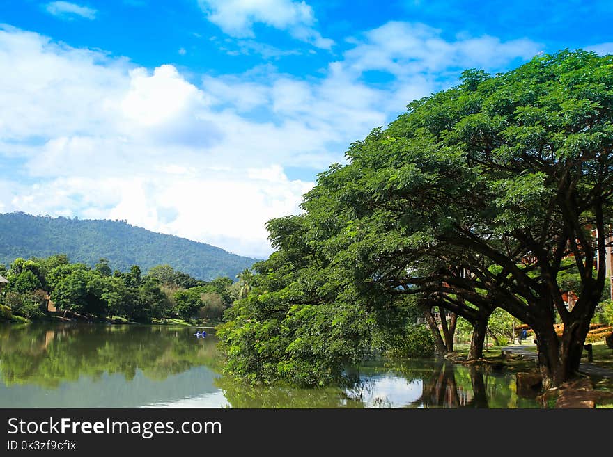 Tree lake reflection under clear blue sky