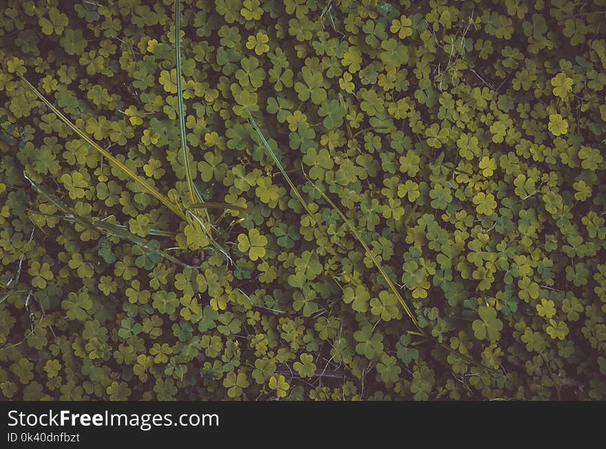 Photo of Clovers