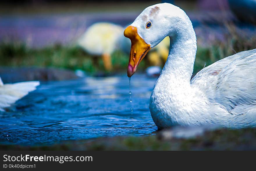 White and Yellow Duck on Body of Water