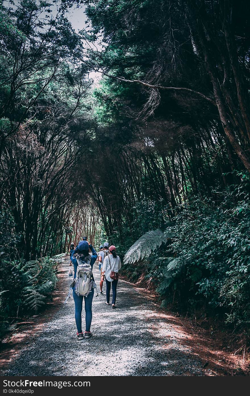 Group of People Walking in Forest