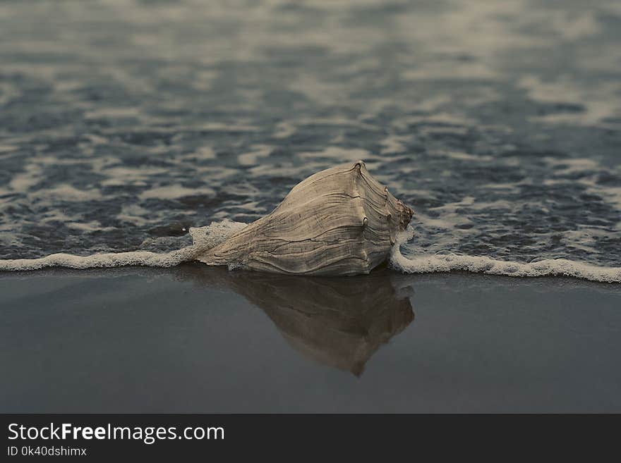 Grey Conch Shell on Shore