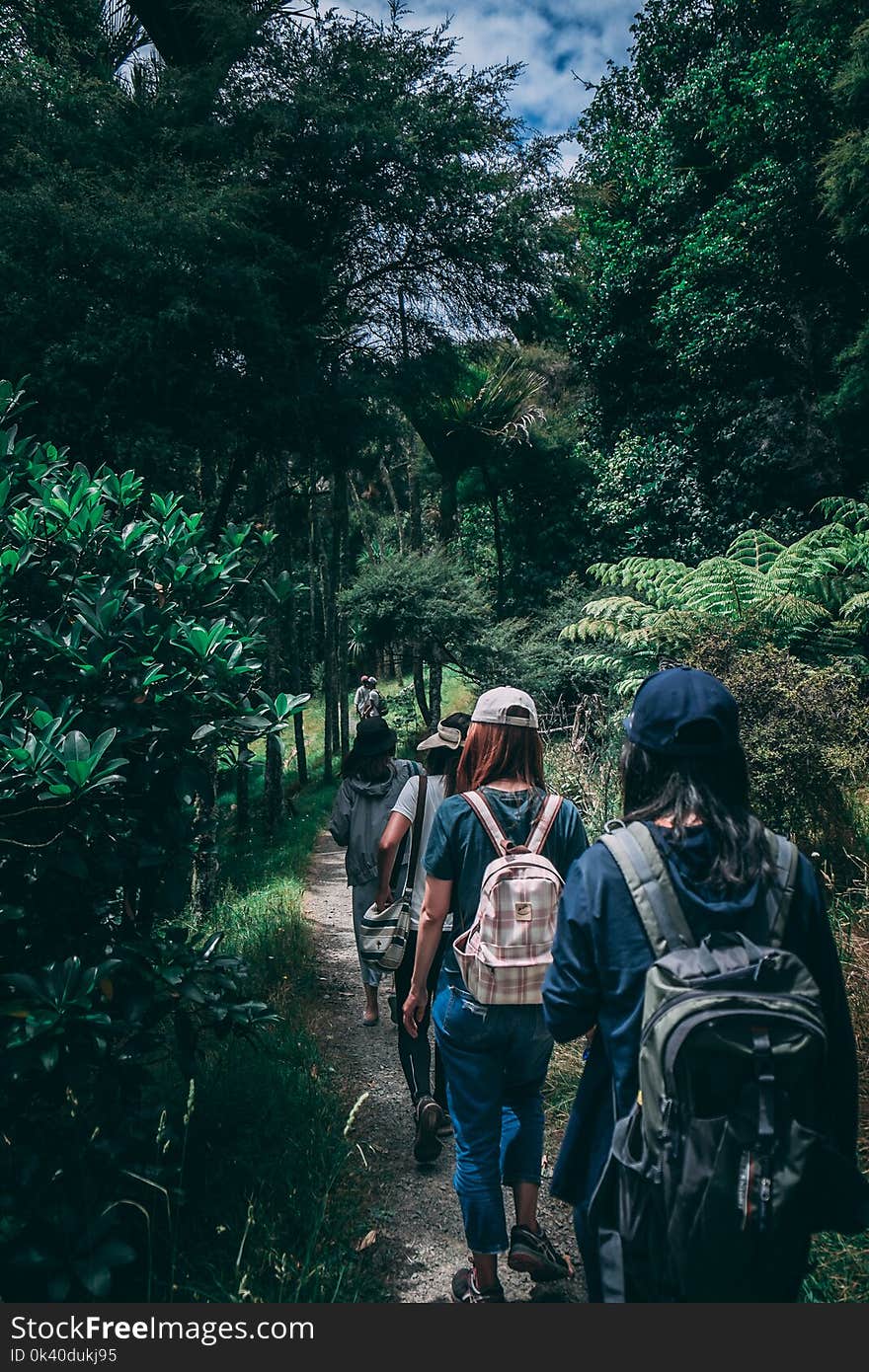 People Wearing Backpacks Walking on Pathway Near Green Leaf Plants