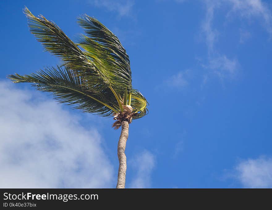 Coconut Tree Under White Clouds at Daytime