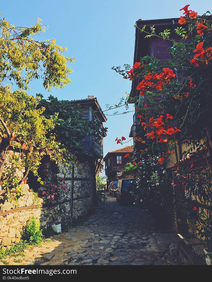 Pathway in Between Buildings With Flowers and Plants