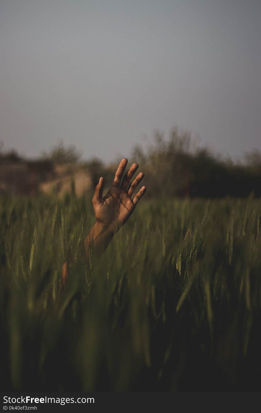 Person&#x27;s Hand On Field