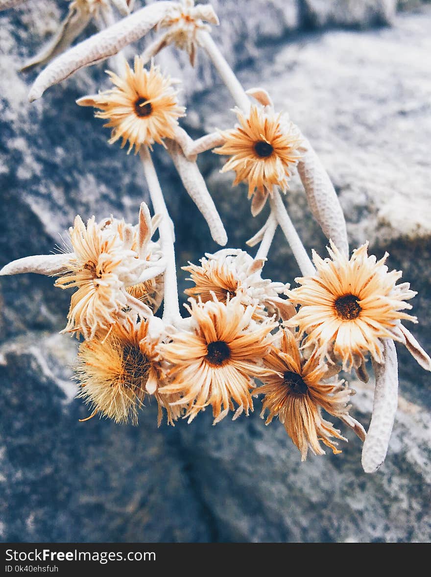 Beige Petaled Flowers