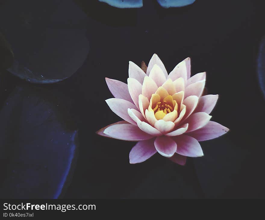 Pink Waterlily Flower in Full Bloom