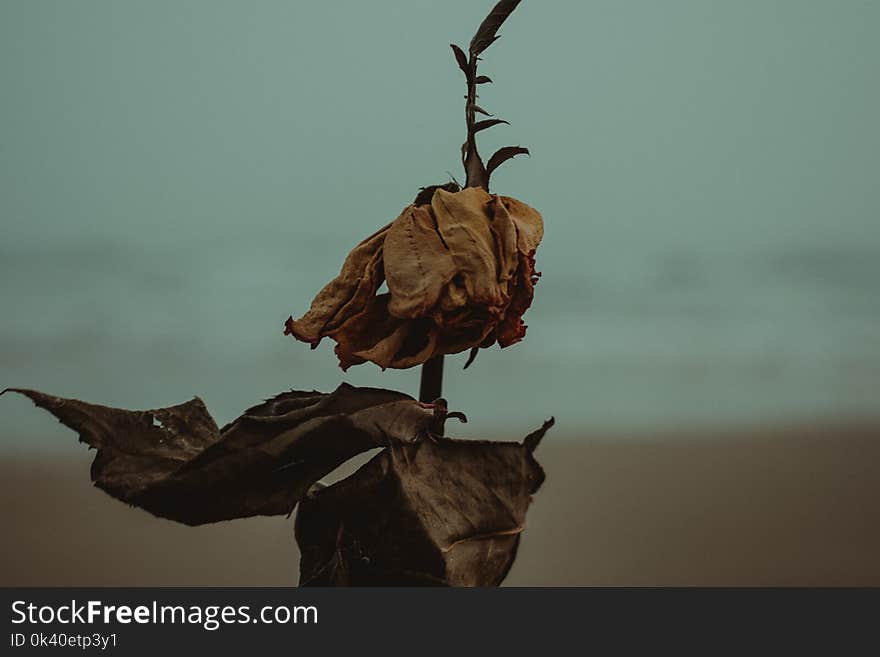 Shallow Photography of Dried Leaves