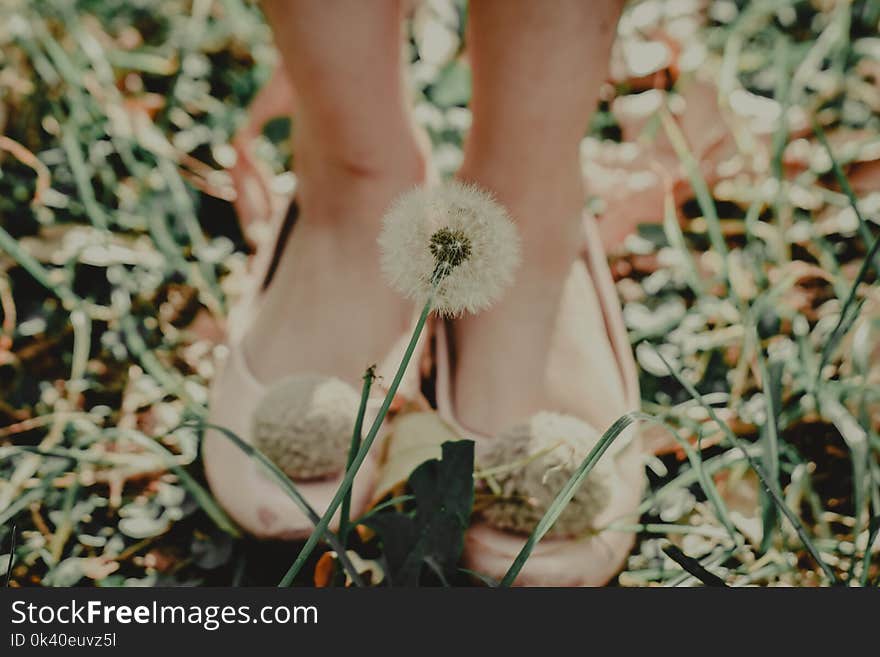 Shallow Focus Photography of Dandelion