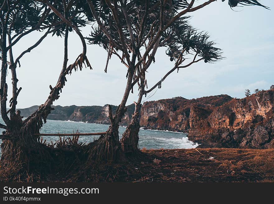 Photo of Trees Near the Sea