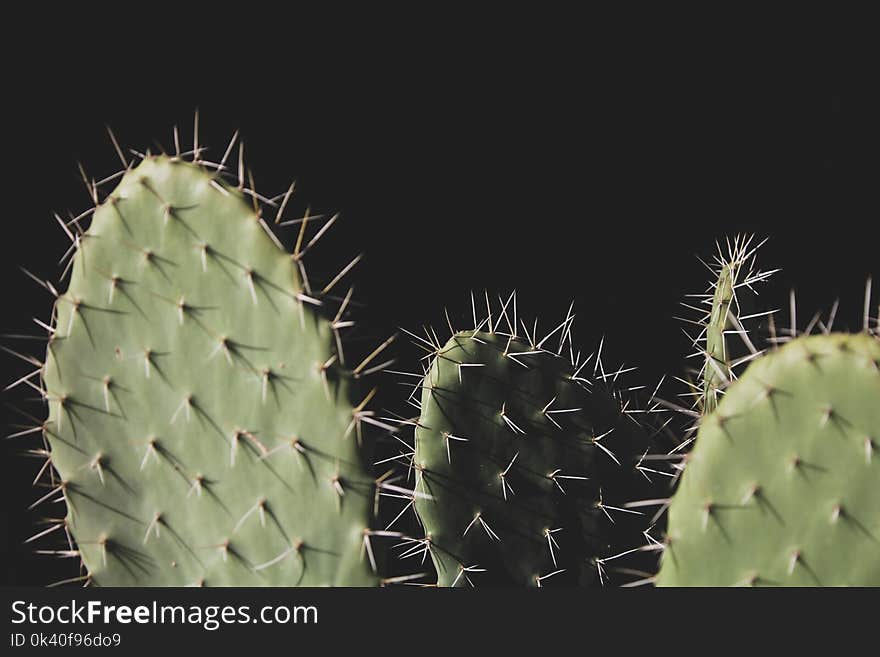 Close-up Photo of Three Green Cactus Plants