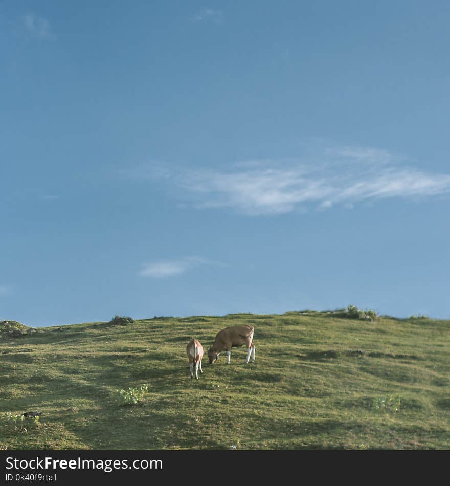 Two Brown Cows Near Green Grass Fields