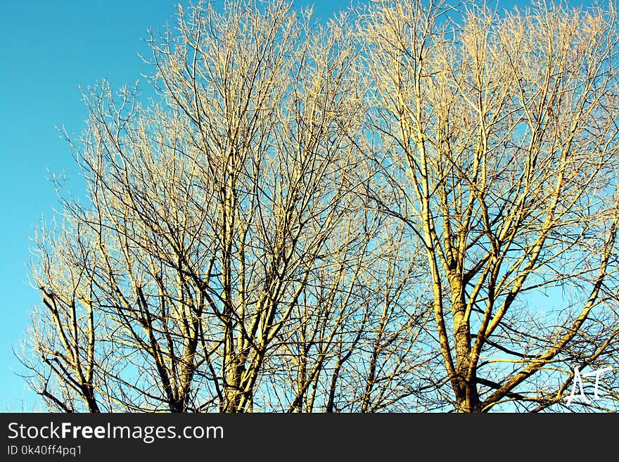 Leafless Tree Under Blue Sky at Daytime