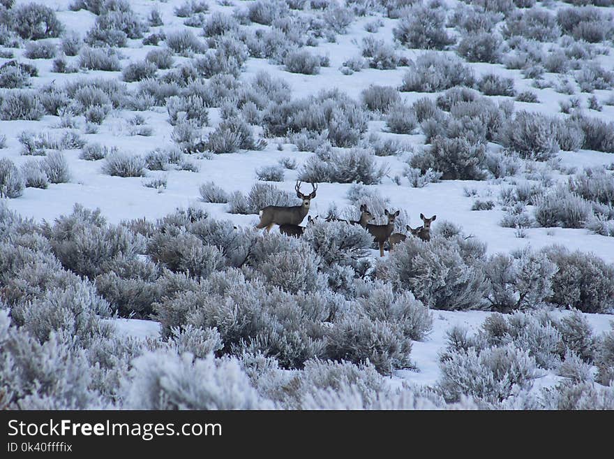 Herd of Deer on Bush