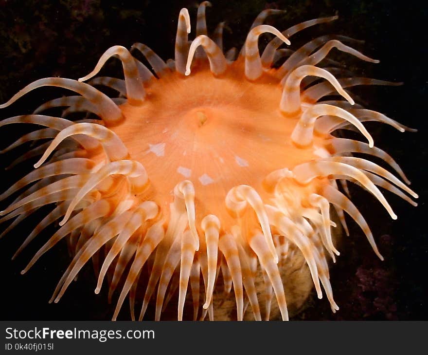 Orange Jelly Fish