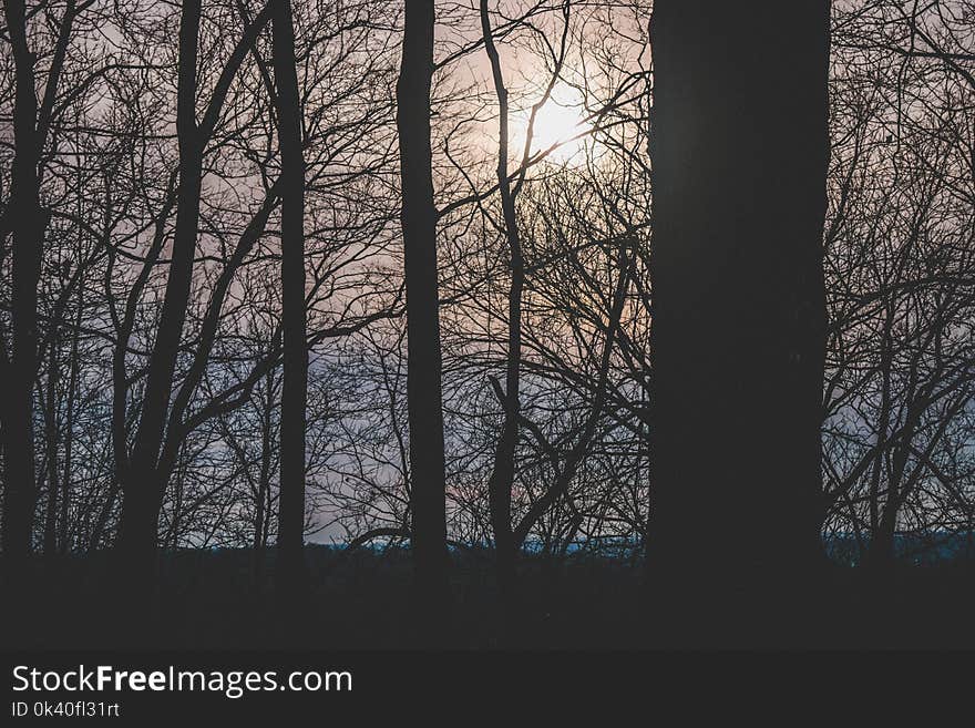 Silhouette Photograph of Trees