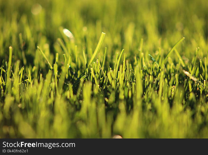 Shallow Focus Photography of Grass