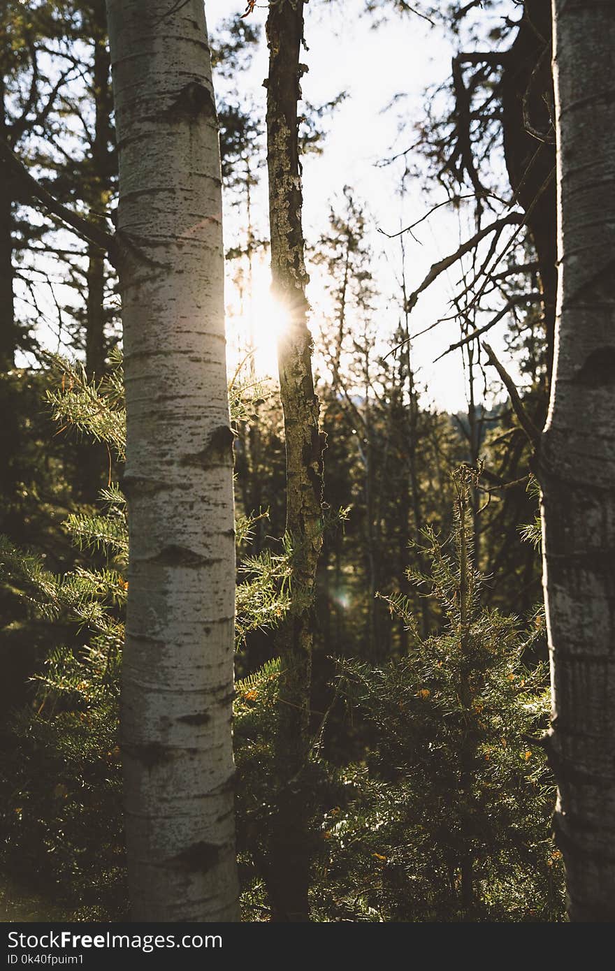 Selective Focus Photographed of Trees