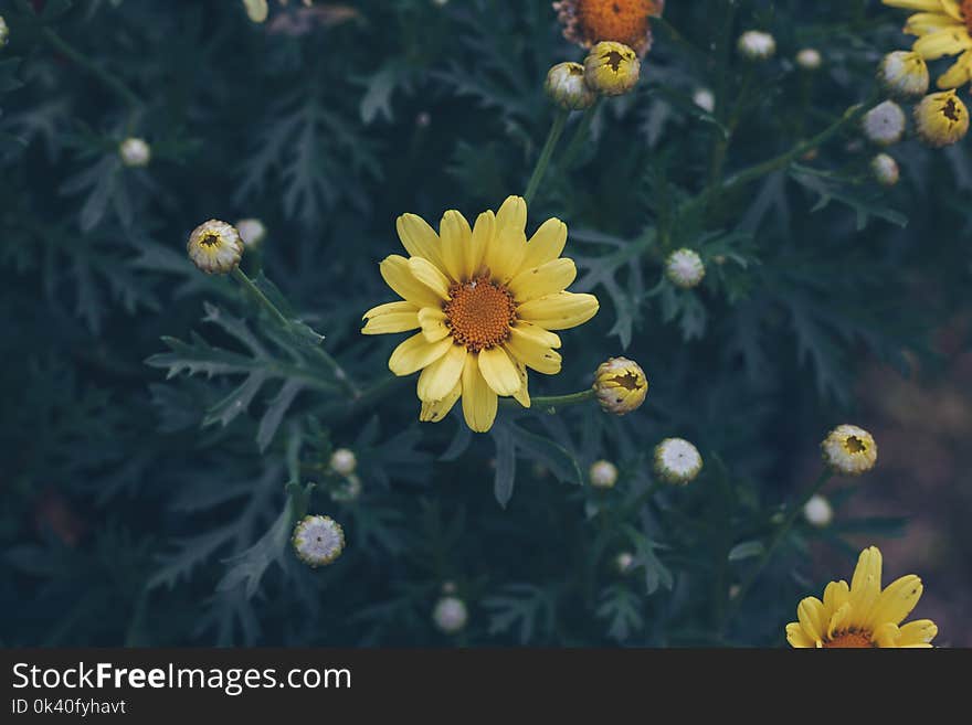 Selective Focus Photography of Yellow Petaled Flower