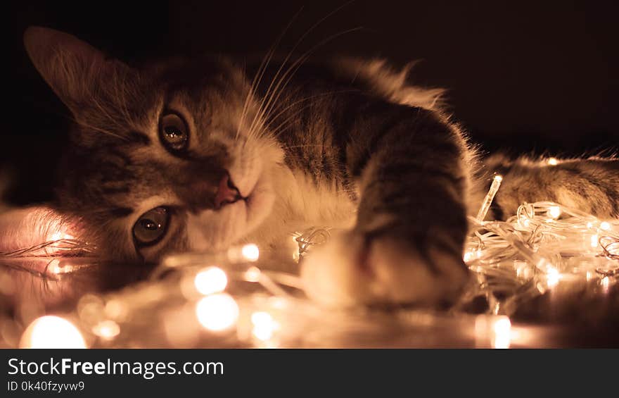 Gray Tabby Cat Lying on White String Lights