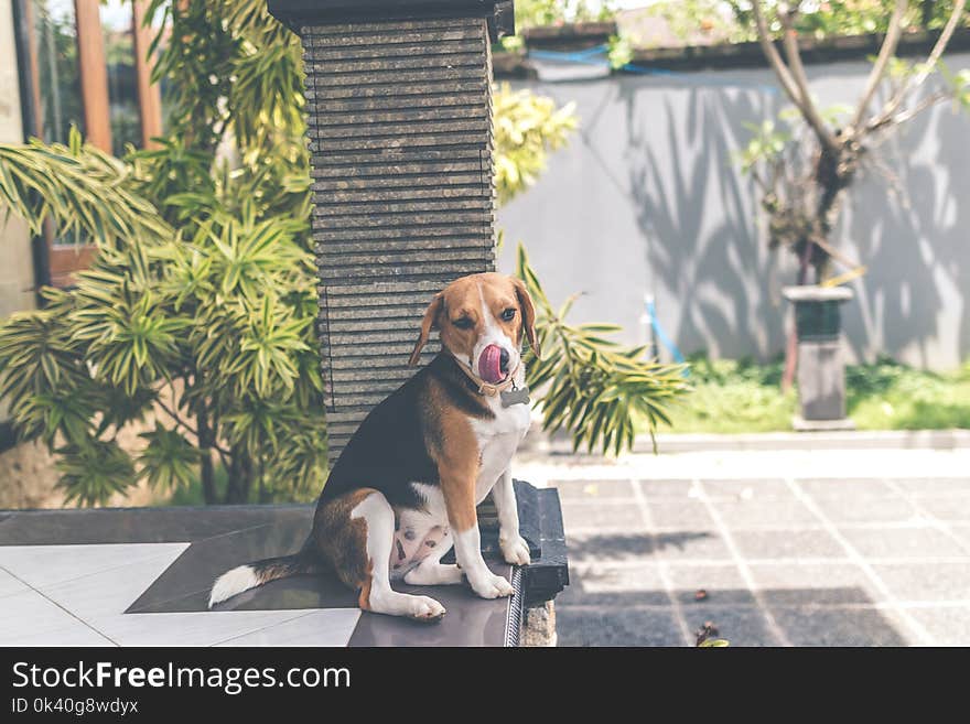 Adult Tricolor English Foxhound