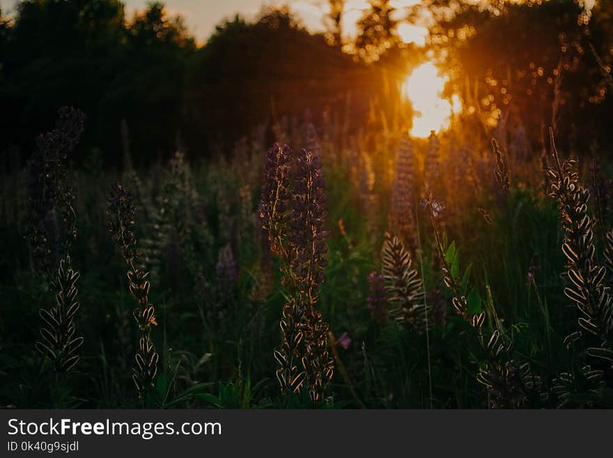 Purple Flowers