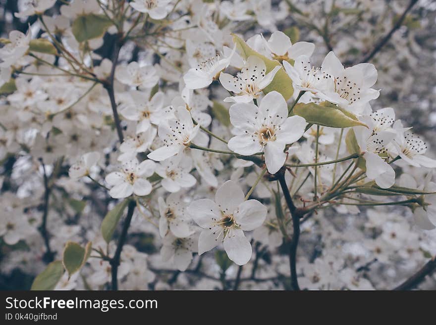 Shallow Focus Photography of White Flowers