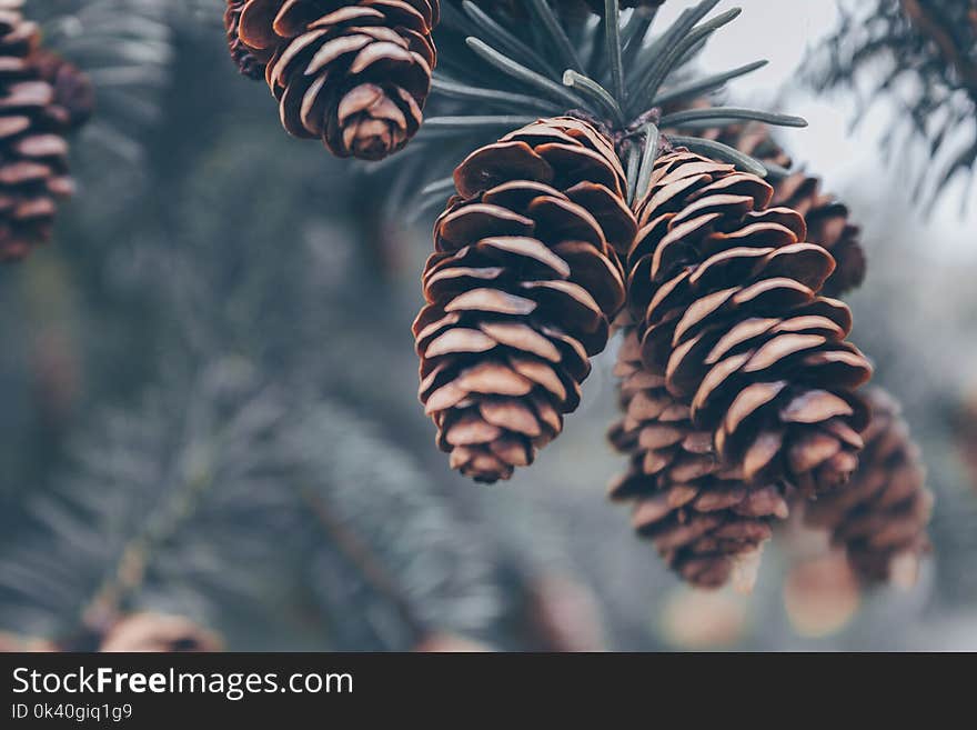 Shallow Focus Photography of Brown Pinecones