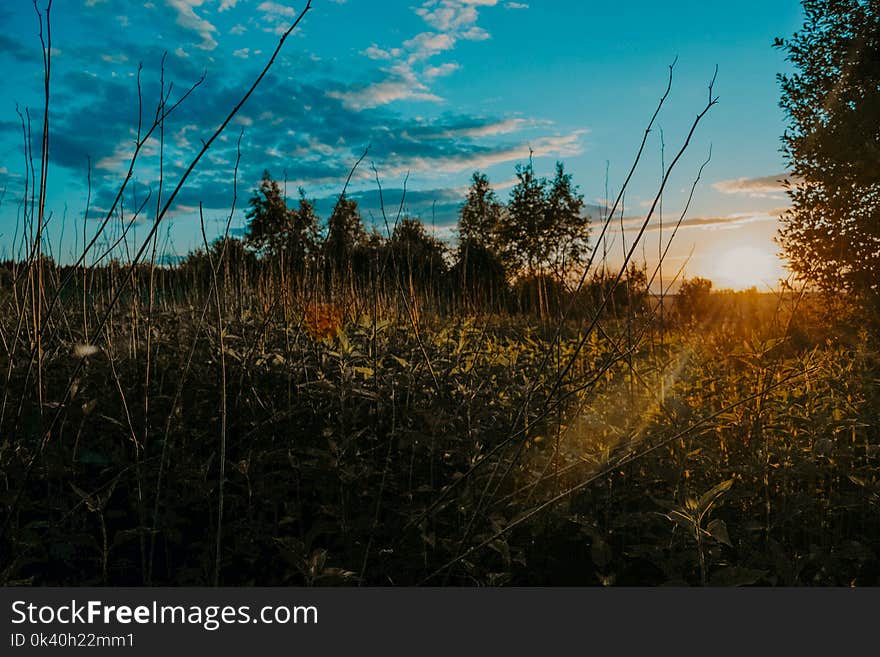 Green Leafed Plants Photography Under the Blue Sky