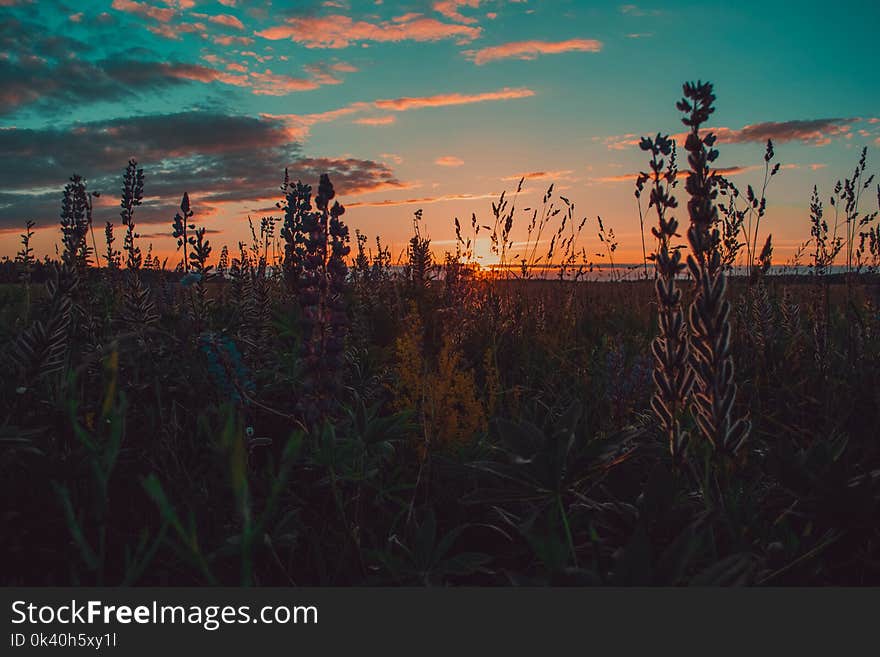 Brown and Green Grass during Sunset